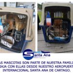 Lee más sobre el artículo LAS MASCOTAS SON PARTE DE NUESTRA FAMILIA, VIAJA CON ELLAS DESDE NUESTRO AEROPUERTO INTERNACIONAL SANTA ANA DE CARTAGO.