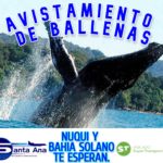 Lee más sobre el artículo AVISTAMIENTO DE BALLENAS