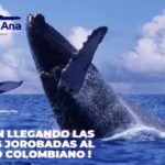 Lee más sobre el artículo YA ESTÁN LLEGANDO LAS BALLENAS