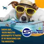 Lee más sobre el artículo DESDE NUESTRO AEROPUERTA SANTA ANA PUEDES VIAJAR CON TU MASCOTA